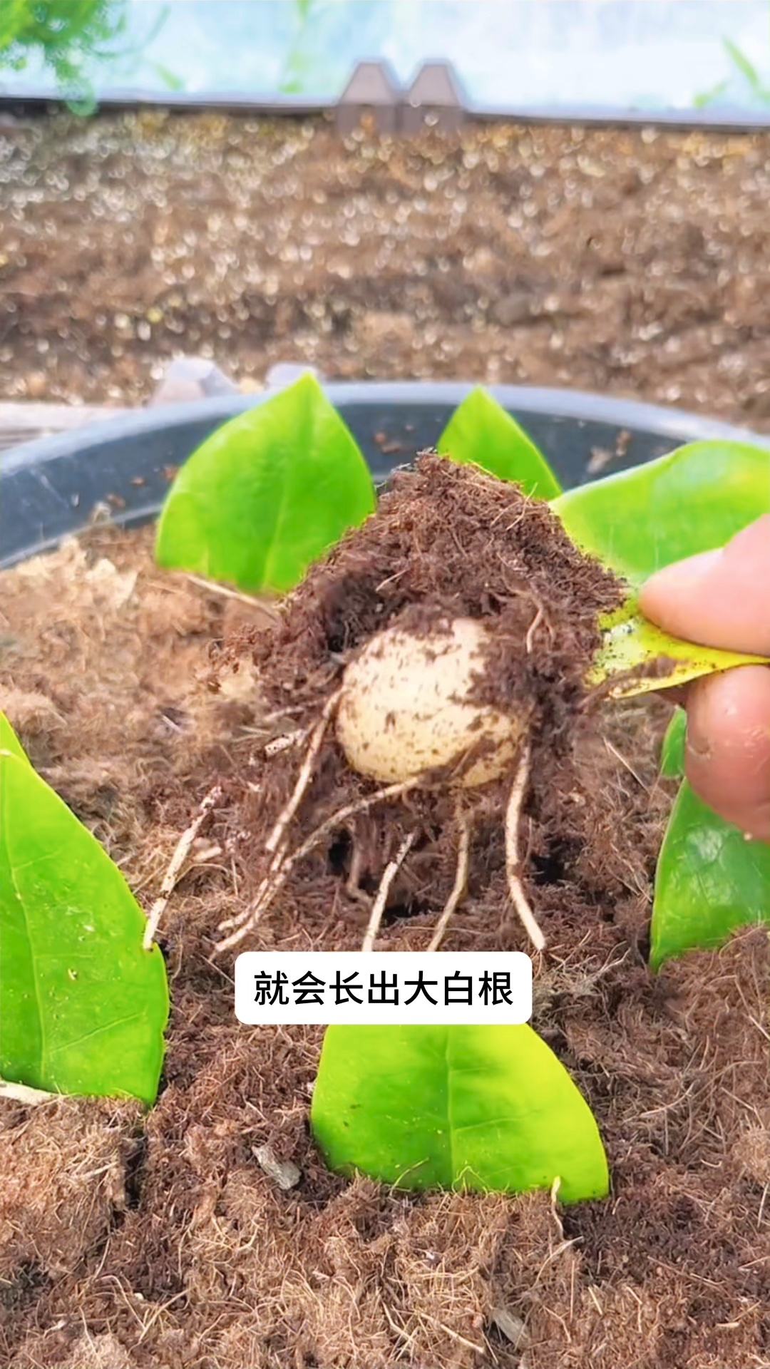 金钱树繁殖方法
