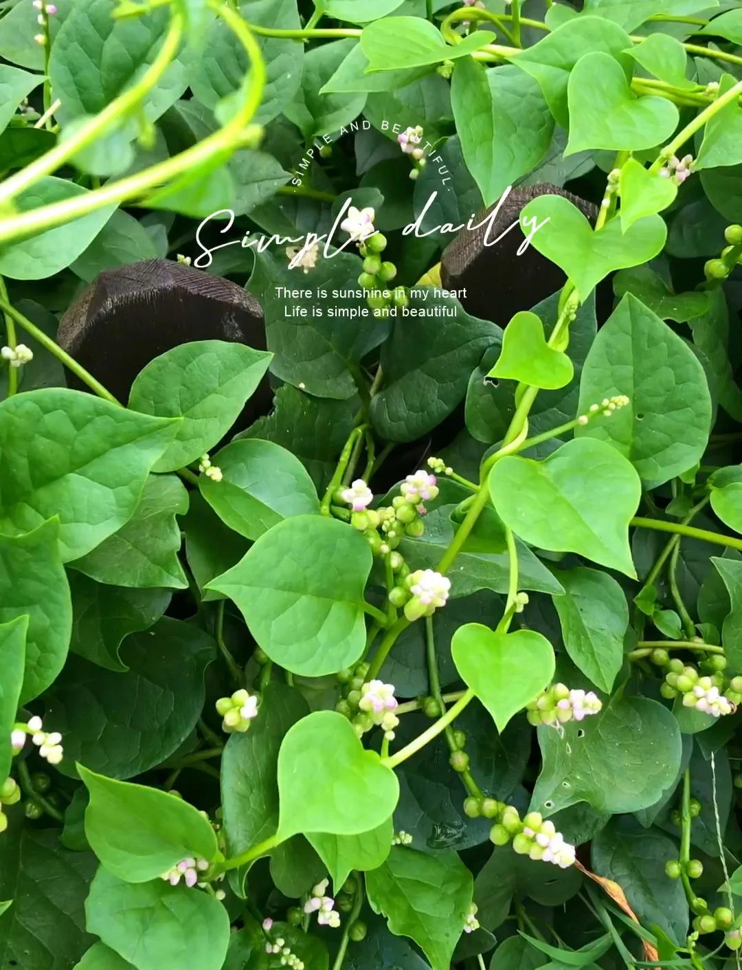 蚕菜的功效与作用