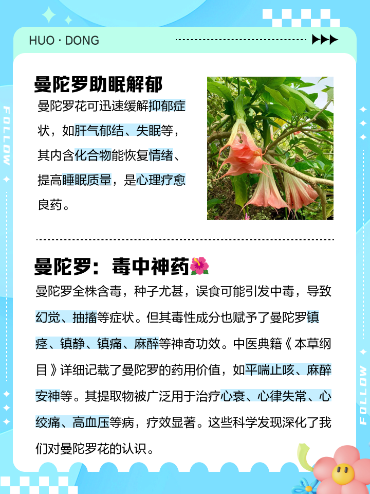 曼陀罗花语有什么含义